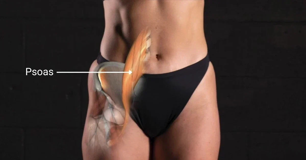 What Is the Psoas Muscle?