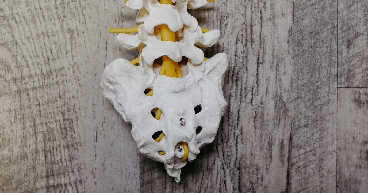 Anatomical model of the lower spine and sacrum, illustrating the tailbone area associated with pain when sitting