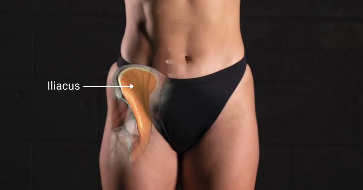 What Is the Iliacus Muscle?