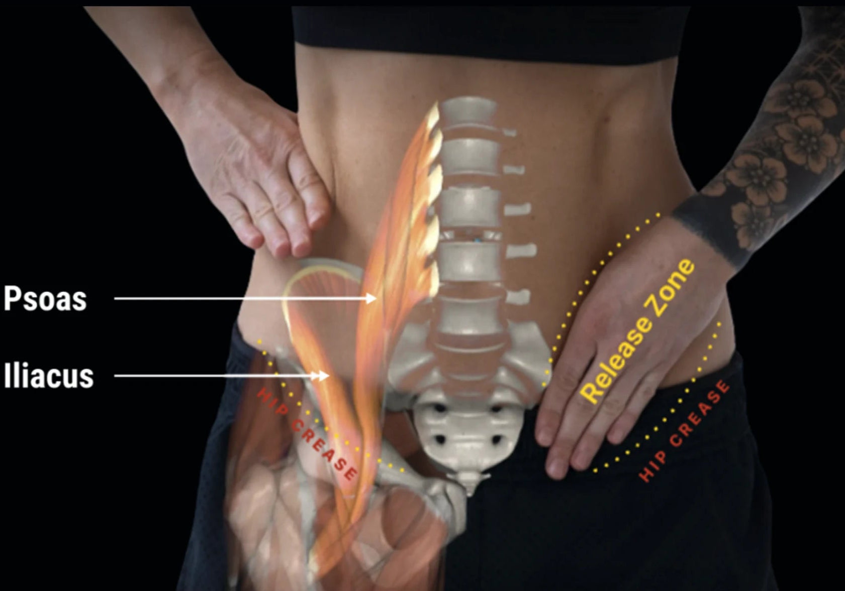 Anatomical illustration of a person's lower back and hips 