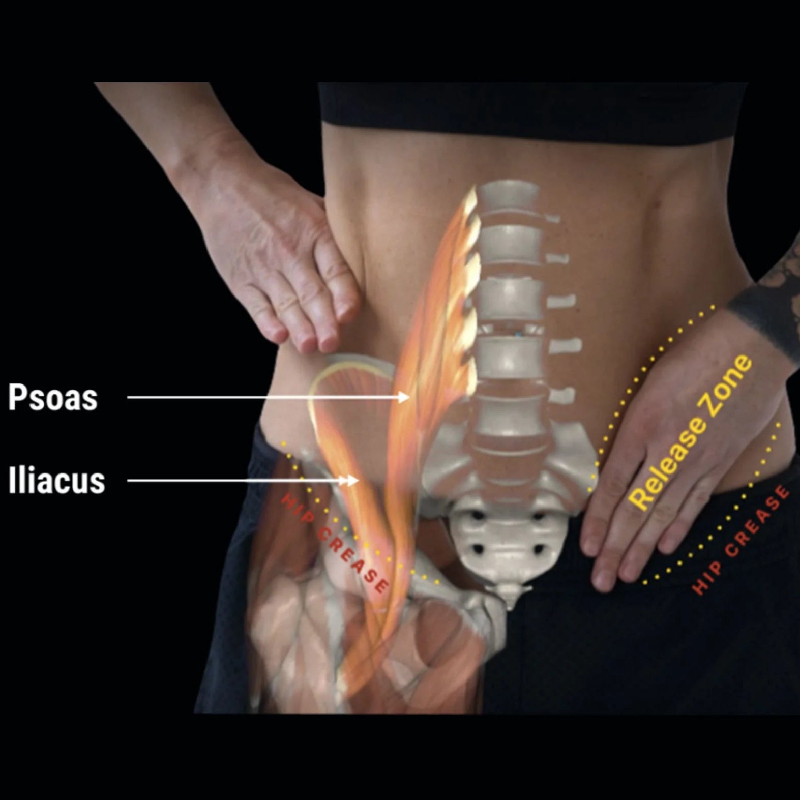 Anatomy diagram of the psoas and iliacus muscles with a hand on a black background.
