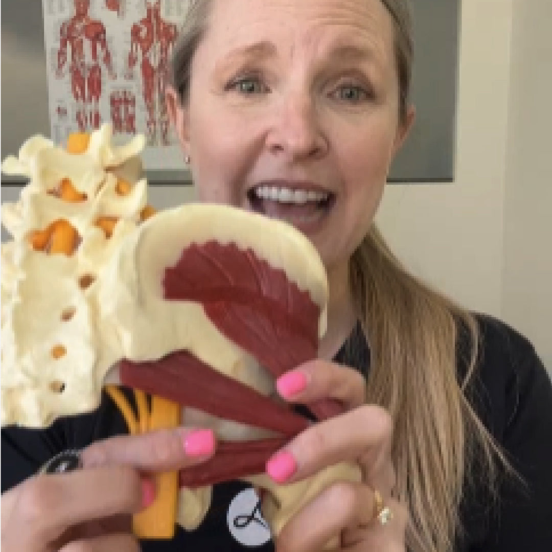 Person holding a model of a spine and sciatic nerve